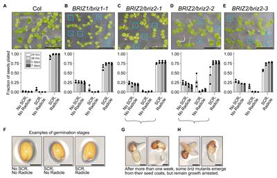 The Arabidopsis thaliana E3 Ubiquitin Ligase BRIZ Functions in Abscisic Acid Response